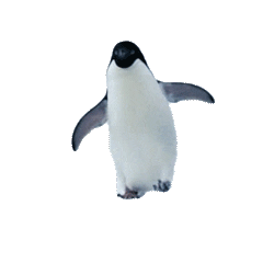 penguin walking animation